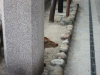 sika2.jpg
